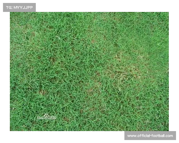 球场草坪新物种:耐寒百慕大草在极地测试中的突破